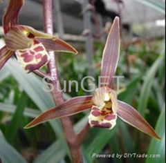 Cymbidium sinensis