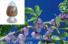 Bilberry Extract