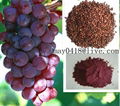 Grape Seed Extract