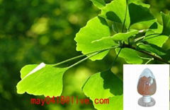 Ginkgo Biloba Leaf Extract