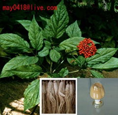 Panax Ginseng Extract