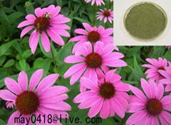 Echinacea Purpurea Extract