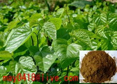 Mulberry Leaf Extract