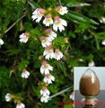 Eyebright Extract