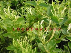 Honeysuckle