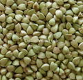 Hulled buckwheat