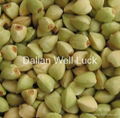 Green buckwheat kernel 1