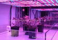 new 80W super decoration plant grow light, horticultural light  3