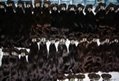 100% human hair Brazilian Remy Body Weft Weave Weaving Wavy Wave 16inch Black 1B 3