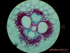 植物学教学切片