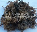 sell Ecottonii seaweed 1