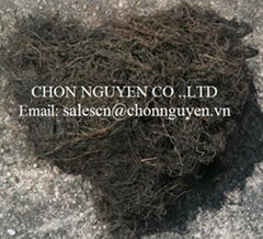 sell Gracilaria seaweed