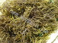 sell Ecottonii seaweed 4