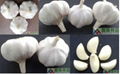 chinese white fresh garlic 1