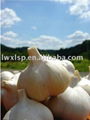 Chinese fresh white garlic 1