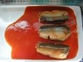 canned mackerel in tomato sauce 2