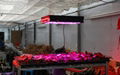 2012 promotional high power 300w led  grow light 5