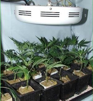 50W led plantelys indoor grow light 4