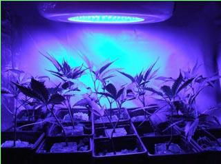 50W led plantelys indoor grow light 5