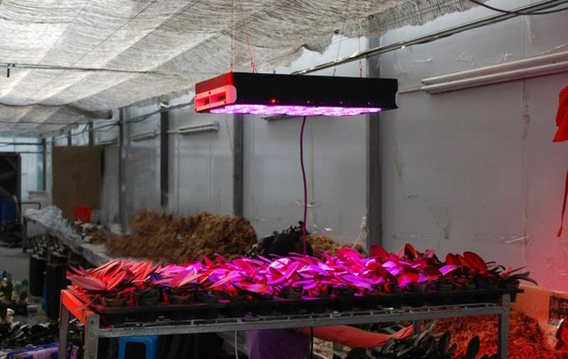2012最新200w led 植物灯 5