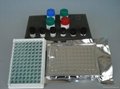 乙炔雌二醇检测试剂盒 1