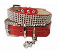 pet collars and leashes 1