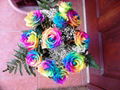 RAINBOW ROSES 2