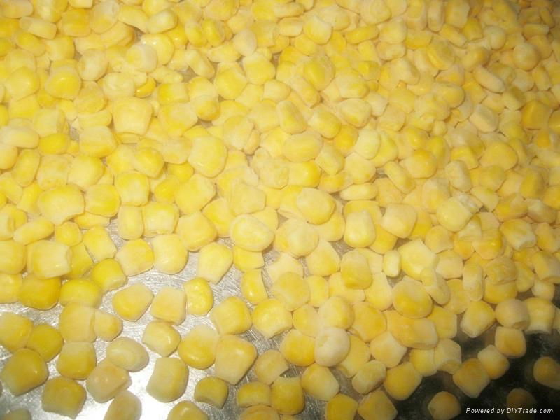 frozen sweet corn kernels iqf sweet corn kernels(qianye) 2