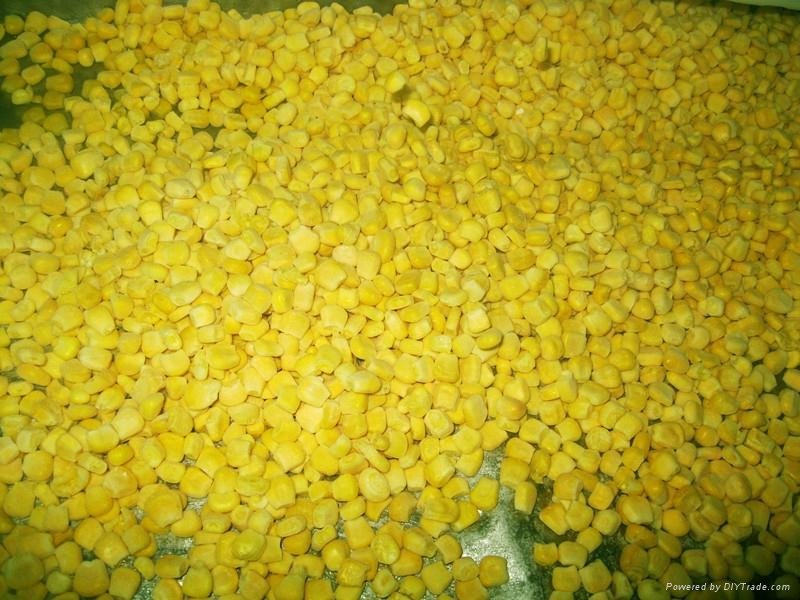 frozen sweet corn kernels iqf sweet corn kernels(qianye) 3