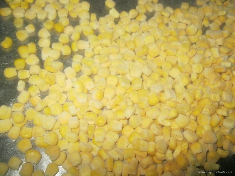 frozen sweet corn kernels iqf sweet corn kernels(qianye) 4