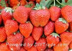 IQF strawberry dices frozen strawberry(qianye) 2
