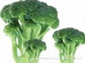 frozen broccoli florets iqf broccoli florets(qianye) 3