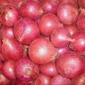 Fresh Onions For Sales 1