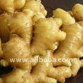 Fresh Ginger for sale 1