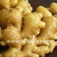 Fresh Ginger for sale