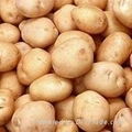 fresh potatoes for sale