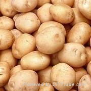 fresh potatoes for sale