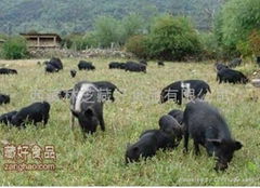 西藏林芝阿姆拉食品有限公司