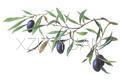 Olive Leaf Extract 4