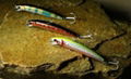 FISHING LURE& Plastic lure% hard lure 2