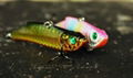 Fishing Lure& Hard Lure& plastic Lure 3