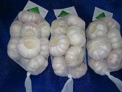 Normal white garlic fresh garlic 3