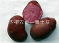 紅寶石土豆
