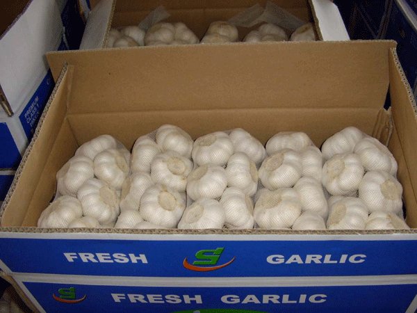 chinese fresh garlic crop 2012