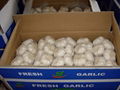 chinese fresh garlic crop 2012 1