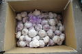 chinese fresh garlic crop 2012 3