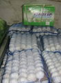 chinese fresh garlic crop 2012 4