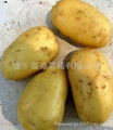 fresh potato 1