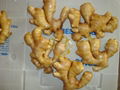 fresh ginger new crop 1