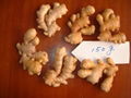 fresh ginger new crop 3